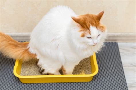 My Cat is Leaking Poop: Causes, Treatment, and Prevention